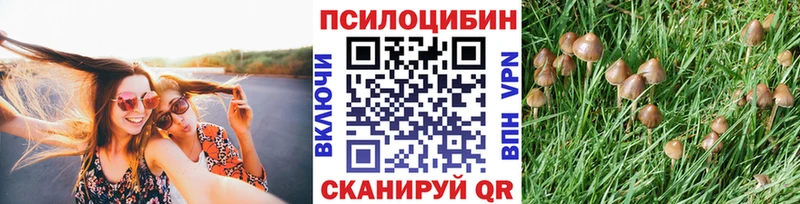 где купить   Берёзовка  Псилоцибиновые грибы прущие грибы 